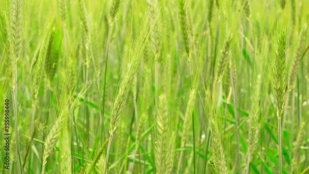 Green ears of wheat sway in the wind. Approaching, zoom in ears of wheat. Green ears of wheat sway in the wind. Approaching, zoom in ears of wheat.