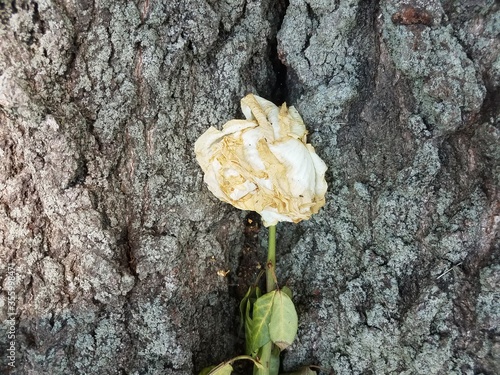 dying cut white rose on tree