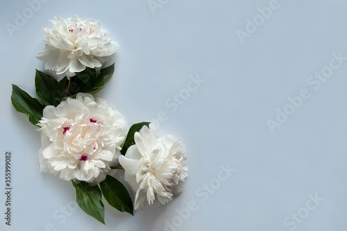 Flower arrangement. Border of beautiful white peonies (Paeonia) with green leaves on a pastel gray background. Free space.