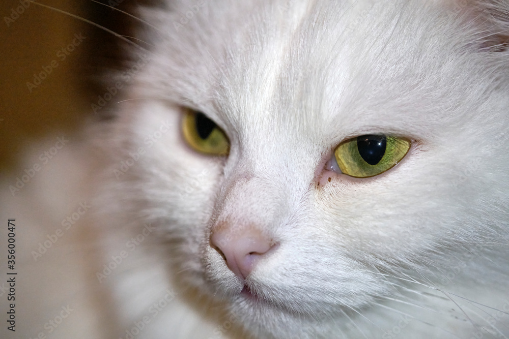 portrait of a white cat with yellow eyes low light portrait of a white cat with yellow eyes low light