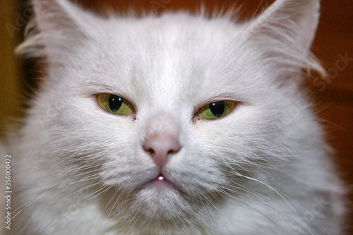 portrait of a white cat with yellow eyes low light