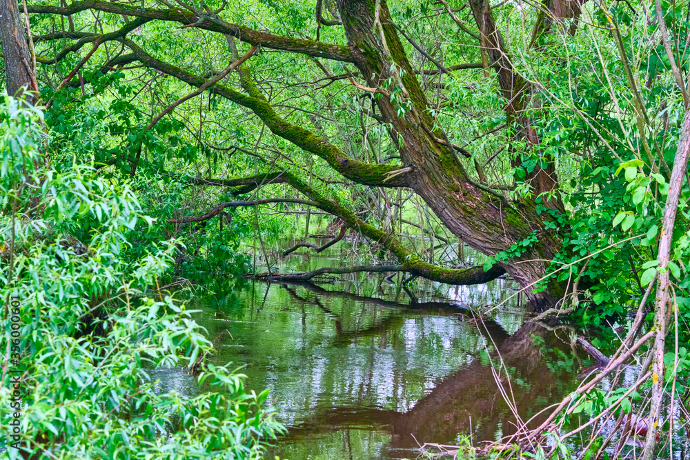 beautiful river in the wild forest beautiful river in the wild forest