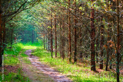 beautiful path in the marvelous forest color