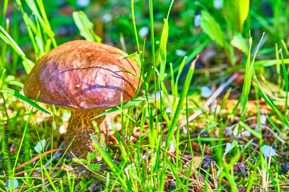 Beautiful mushroom hog growing in the grass color Beautiful mushroom hog growing in the grass color