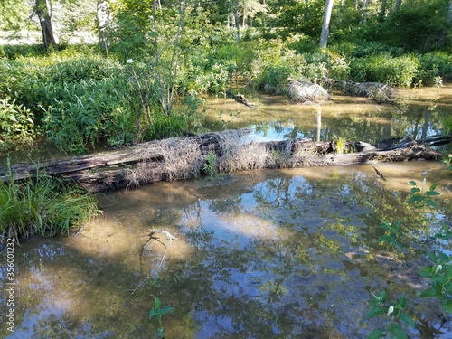 decomposing wood log in water in lake or wetland