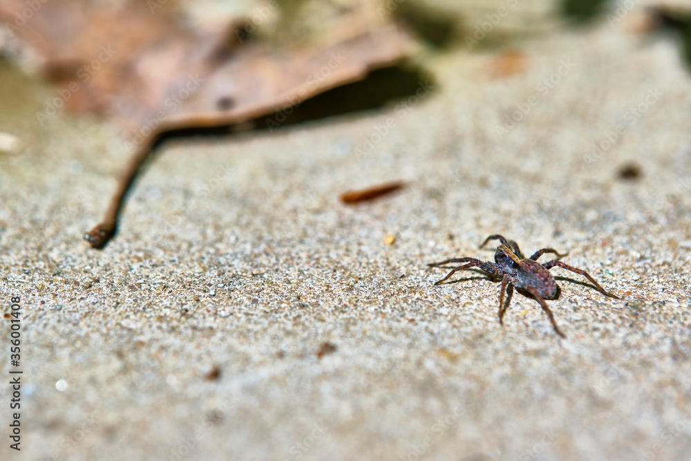 Spider sits on the sand selective focus color Spider sits on the sand selective focus color