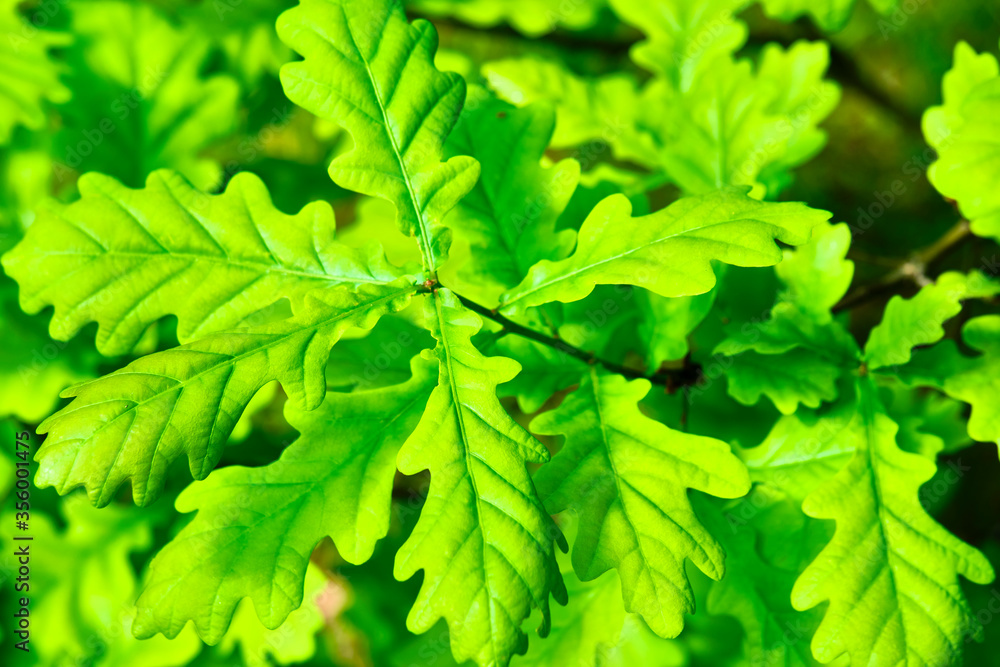 beautiful leaves of young oak color general plan beautiful leaves of young oak color general plan
