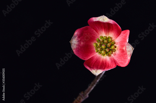 Spring Flowers in Studio Light