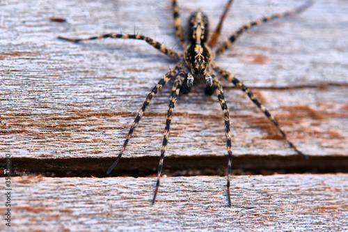 Spider sits on a macro board color