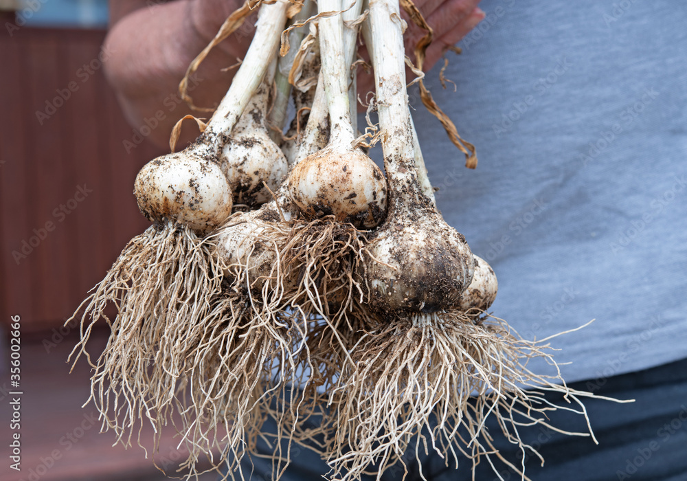 Naklejka premium Holding fresh garlic from garden