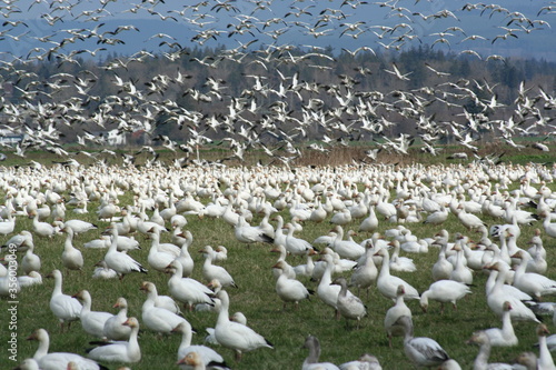 Fotografia, Obraz A thunderous gaggle of snow geese