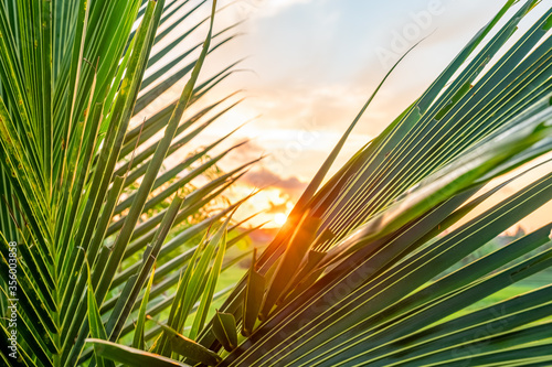 The sun shines through palm leaves at dawn. Close-up photograph of palm leaves. Close-up photograph of palm leaves at sunrise. Bright warm sunlight.