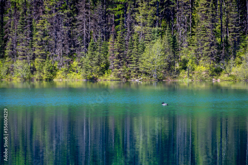 Cormorant floating in lake