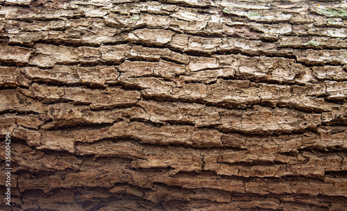 Tree timber bark wood close up ideal as natural environment background
