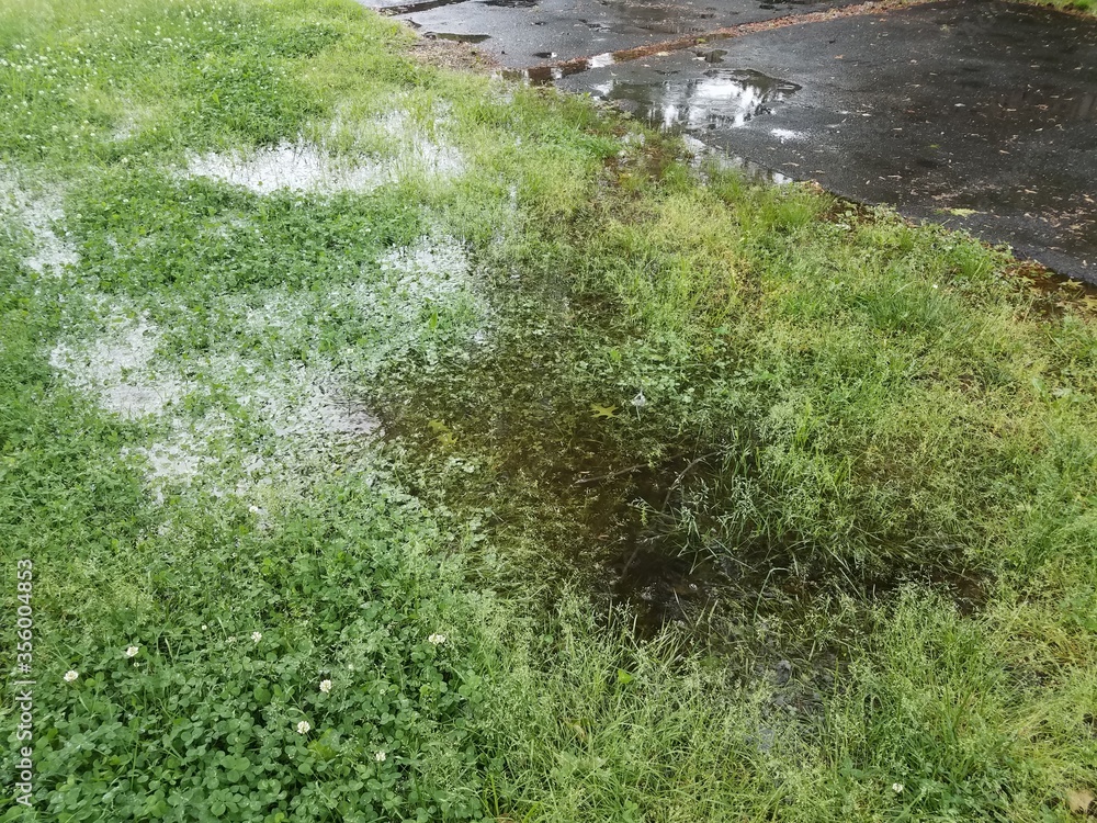water puddle in green grass