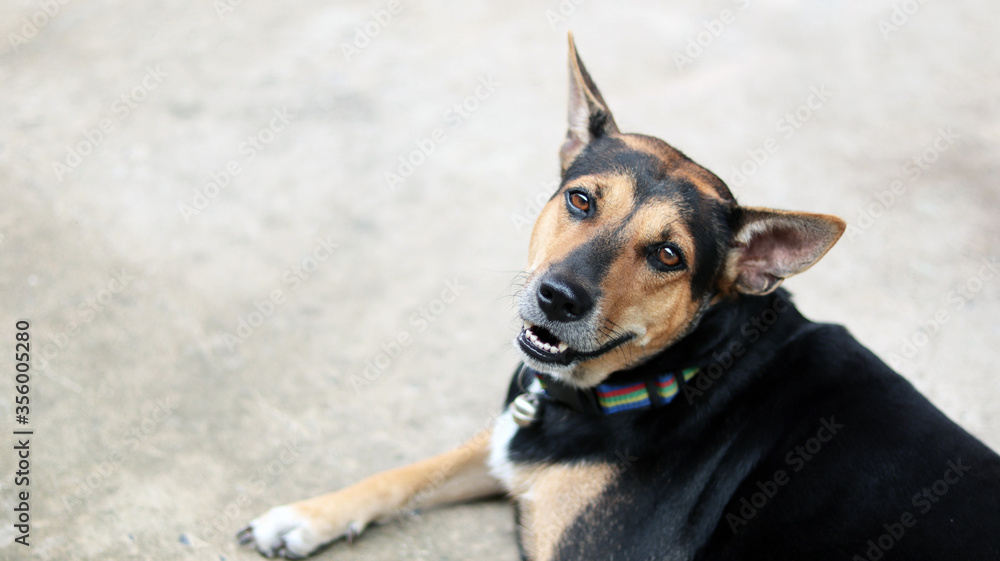 Rottweiler breed mixed with Labrador breed dog laying down on cement or concrete floor with sunlight in morning time, rest from playing and running. Has copy space, animal wildlife dog person concept. Rottweiler breed mixed with Labrador breed dog laying down on cement or concrete floor with sunlight in morning time, rest from playing and running. Has copy space, animal wildlife dog person concept.