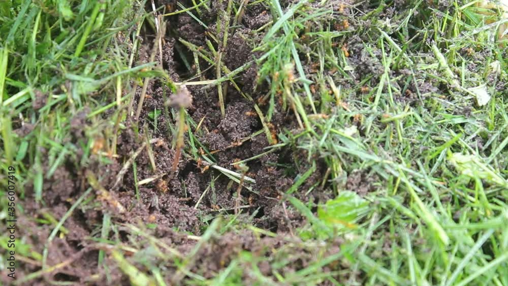 Orange and red ants run around a damaged anthill in the forest. invasion of ants with resistant to poison chemicals. Orange and red ants run around a damaged anthill in the forest. invasion of ants with resistant to poison chemicals.