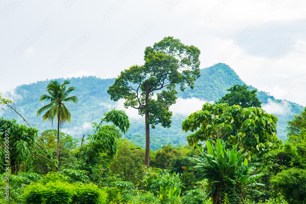 Fototapeta premium High tropical tree growing in a natural park with mountian and clouds after rain fall in the morning.