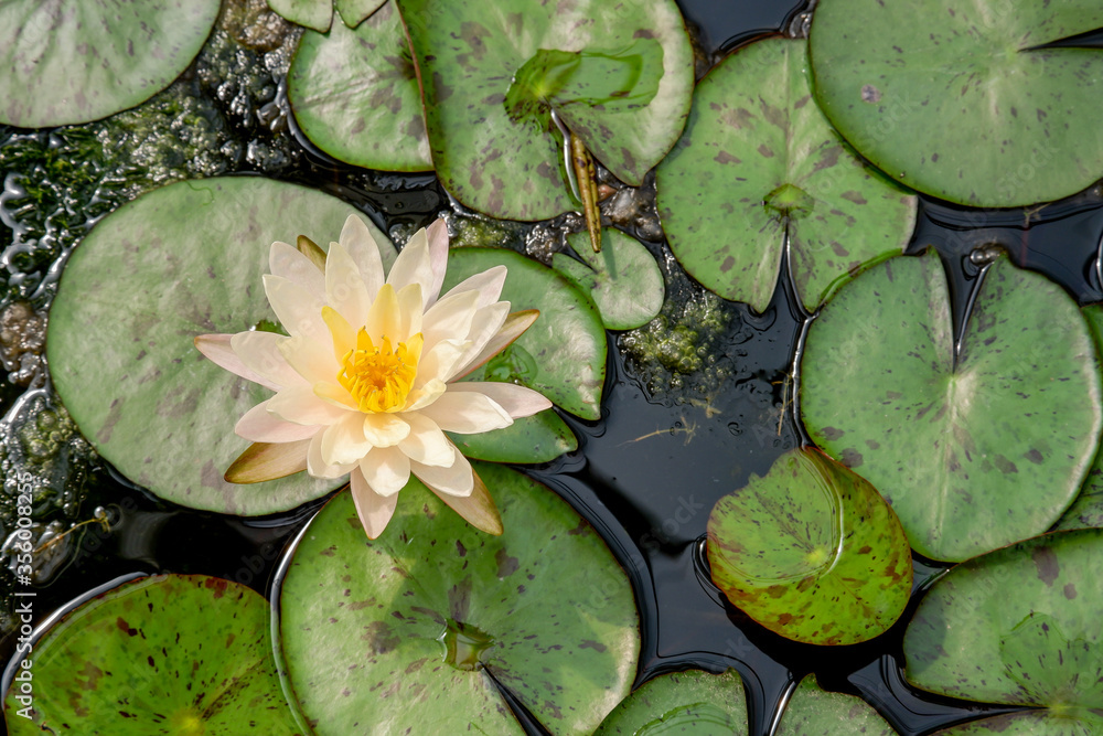 Lotus flower in nature background Lotus flower in nature background