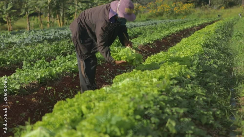 Farmer walks through vegetable crop field, inspecting rows of Green Leaf Lettuce. Farmer walks through vegetable crop field, inspecting rows of Green Leaf Lettuce.