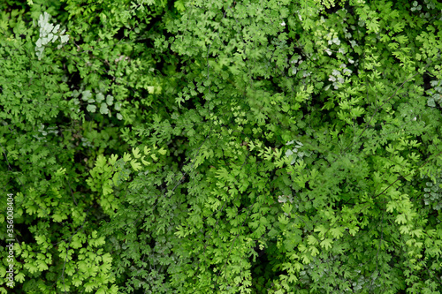 Green fern leaves nature background © jakk_wong