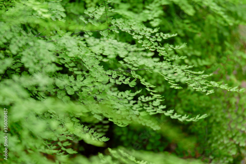 Green fern leaves nature background