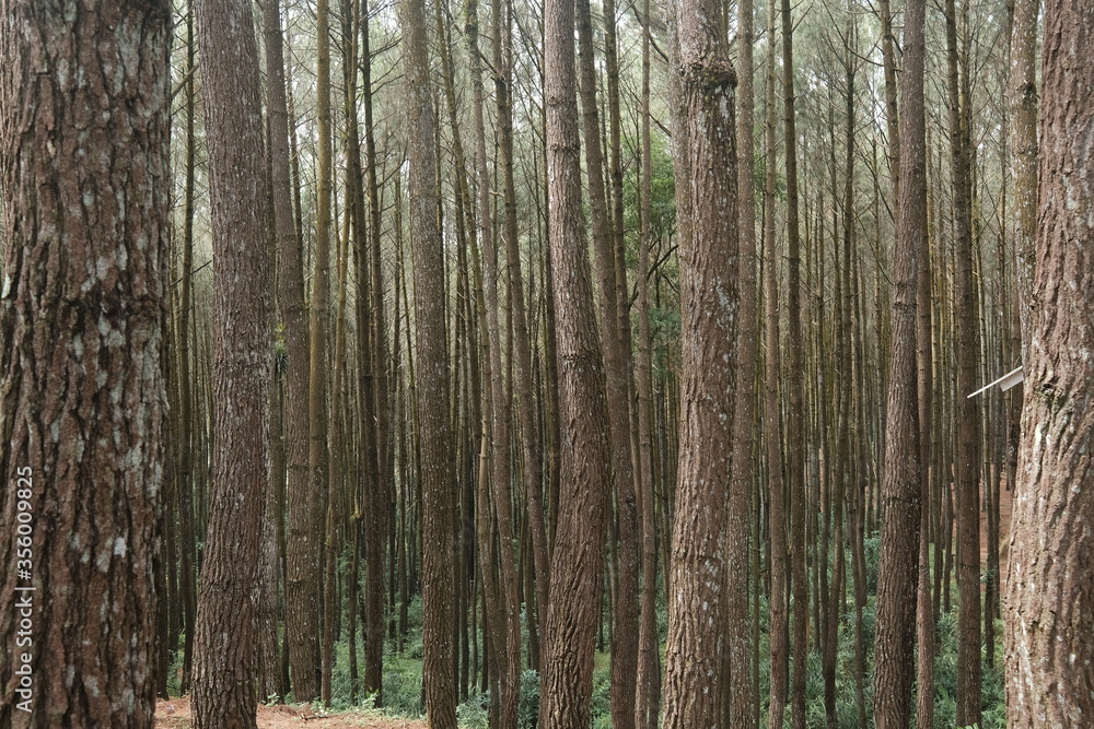 beautiful pine forest. Latin name for pine is Pinus. Pine forests are widely spread throughout the world. beautiful pine forest. Latin name for pine is Pinus. Pine forests are widely spread throughout the world.