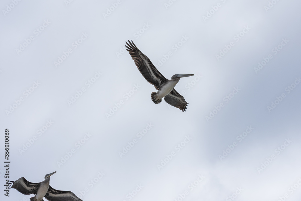 Obraz premium California Pelicans