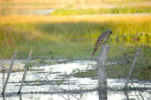 Hoco colorado pescando 3 photo