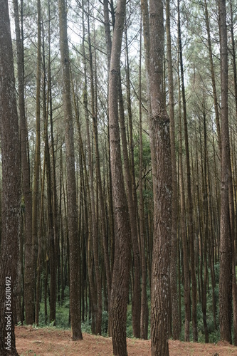 beautiful pine forest. Latin name for pine is Pinus. Pine forests are widely spread throughout the world. © Ika