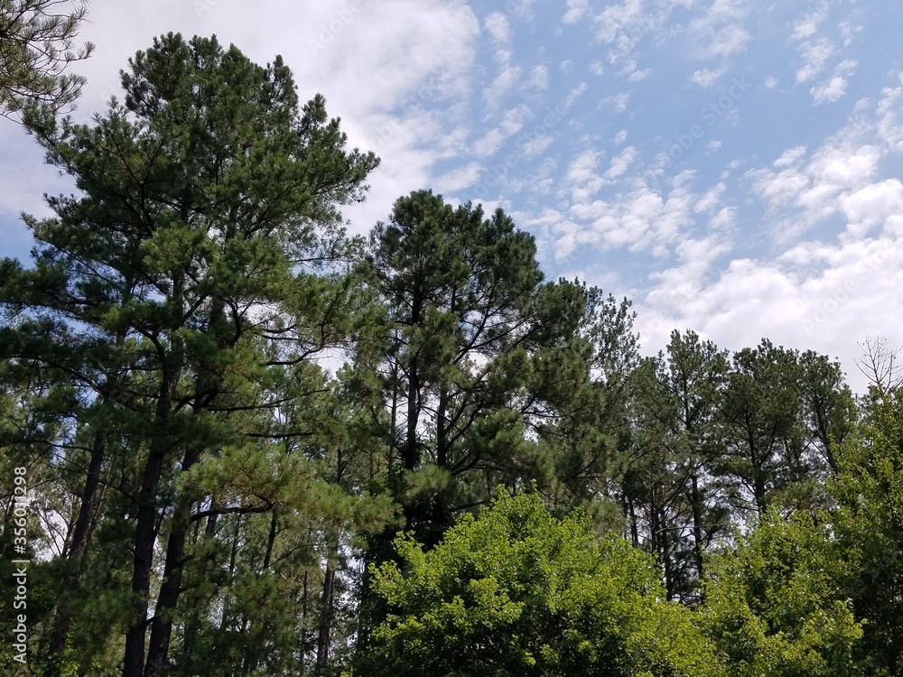 tall green trees and cloudy sky