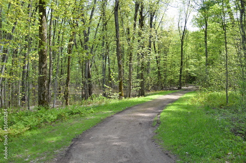 path or trail in the forest or woods with trees
