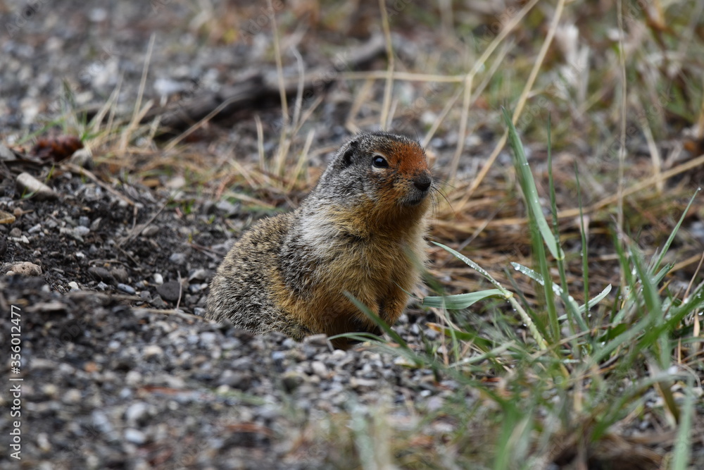 Ground Squirrel Ground Squirrel