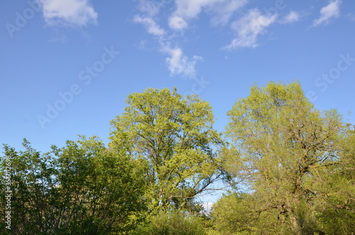 tall trees with green leaves and blue sky and clouds © Justin