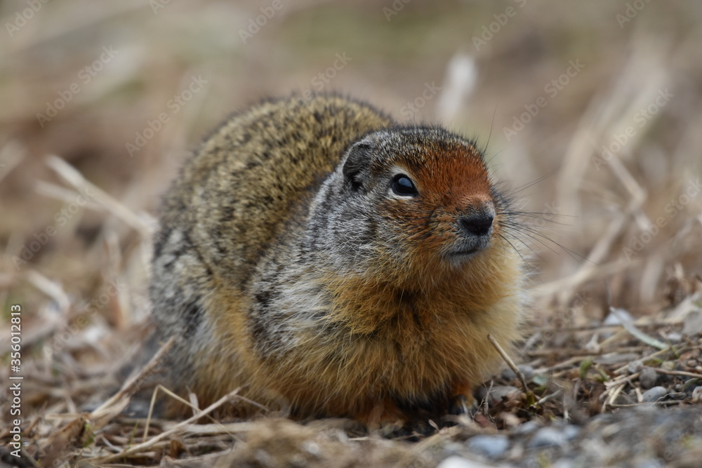Ground Squirrel Ground Squirrel