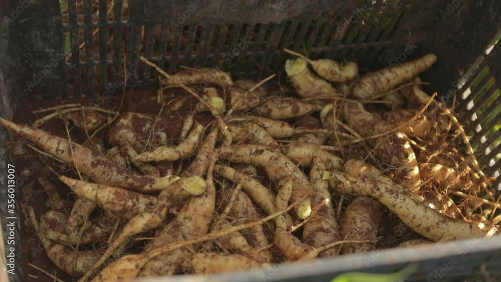 Yellow potatoes are harvested and placed into a plastic bin on a vegetable farm Yellow potatoes are harvested and placed into a plastic bin on a vegetable farm