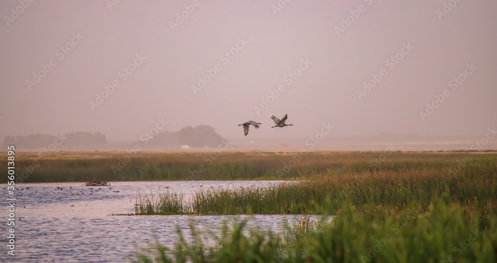 sandhill cranes flying over the wetland