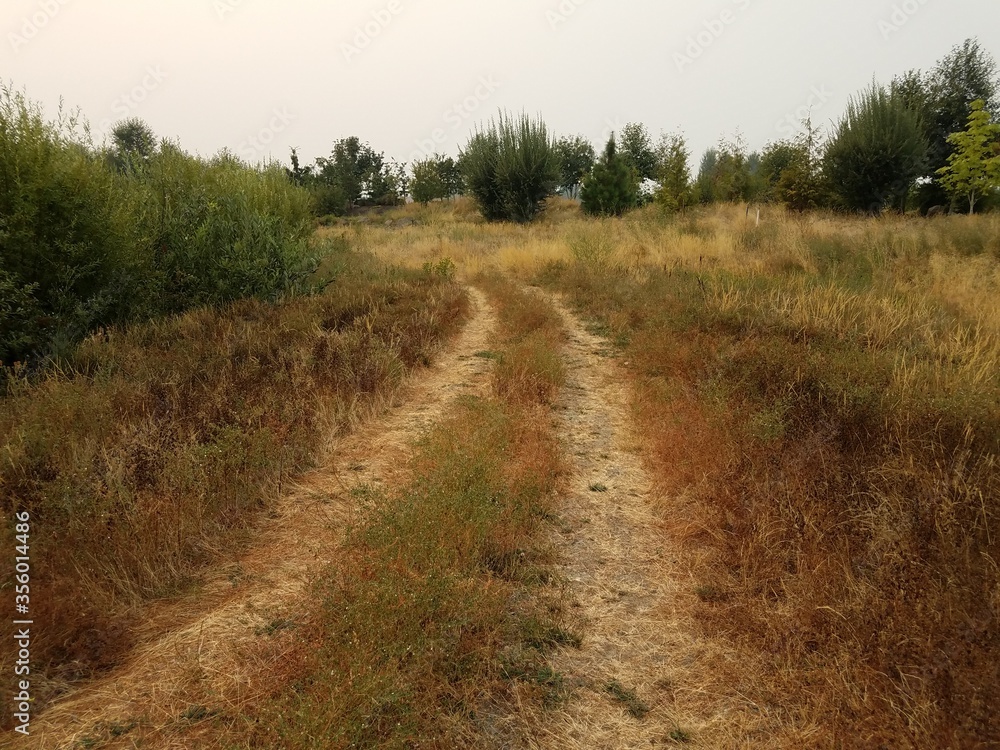 trail or tire tracks in brown and green grasses with trees