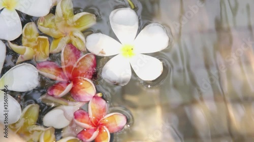 Beautiful plumeria flowers in the pond where the sun shines a concept about spa and relaxation