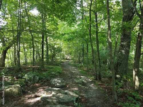 trail in the woods with trees and rocks