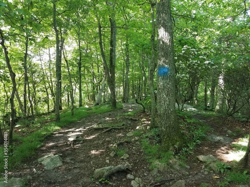 trail in the woods with trees and rocks and blue mark on tree