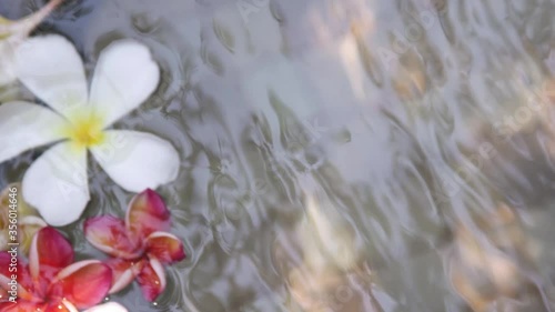 Beautiful plumeria flowers in the pond where the sun shines a concept about spa and relaxation