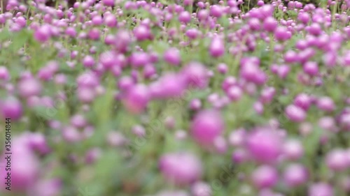 Beautiful purple flowers in the Asian garden in summer 