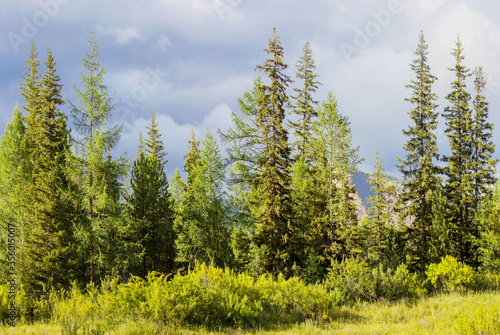 Green coniferous forest on the background of a stormy sky  summer view