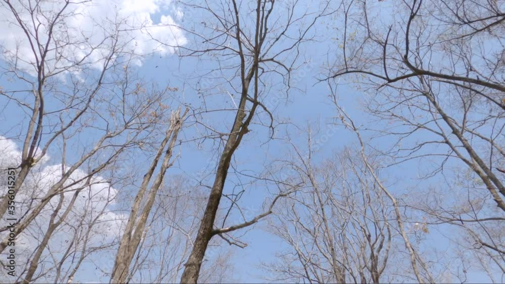 Motion view of branches of dried tree without leaves on blue sky with sunlight. Motion view of branches of dried tree without leaves on blue sky with sunlight.