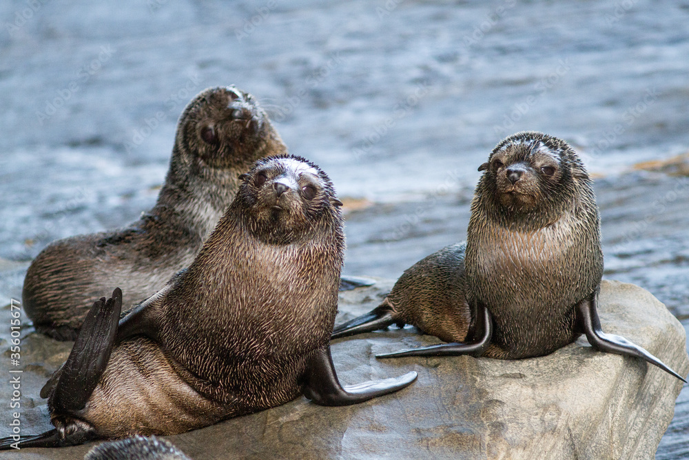 Fototapeta premium New Zealand Fur Seal