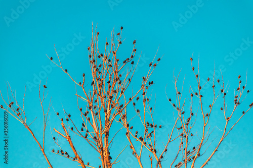 a tree of birds hundreds of birds