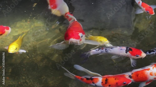 Fish Koi, Fancy carp swimming in a pond