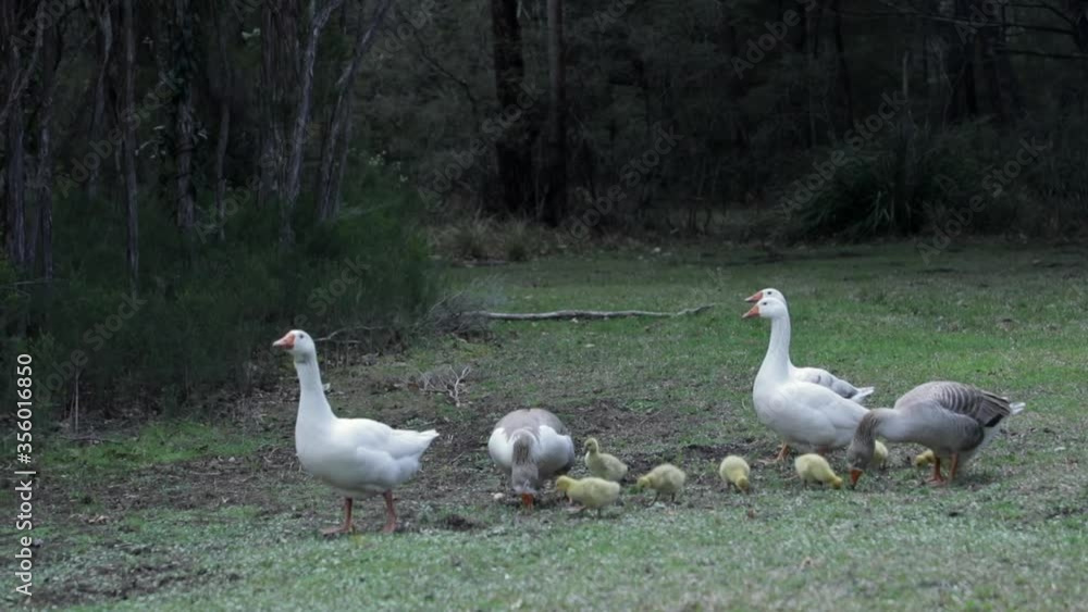 Five geese waddling across grass with gosling, pan Five geese waddling across grass with gosling, pan
