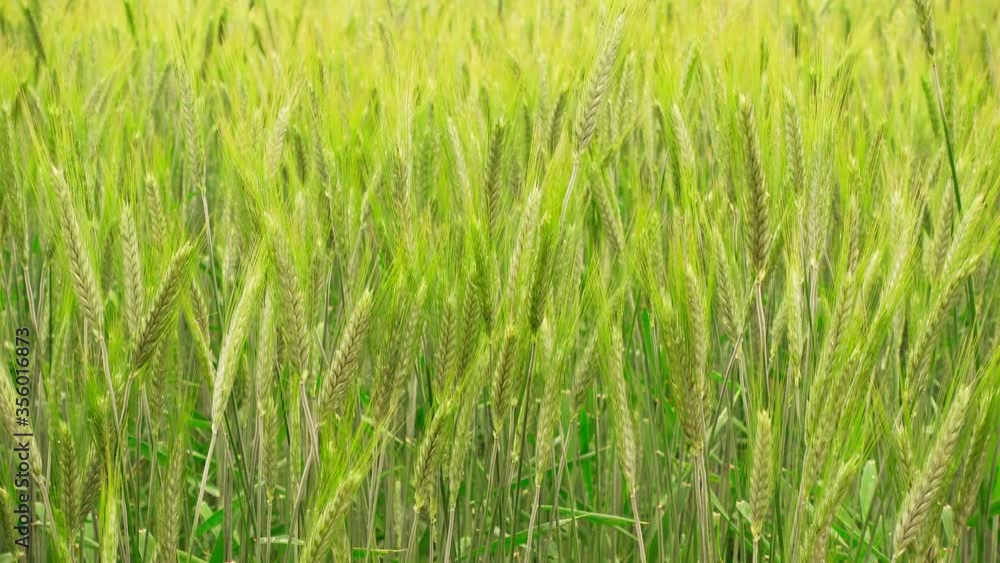 Green ears of wheat swaying in the wind. Green ears of wheat swaying in the wind.